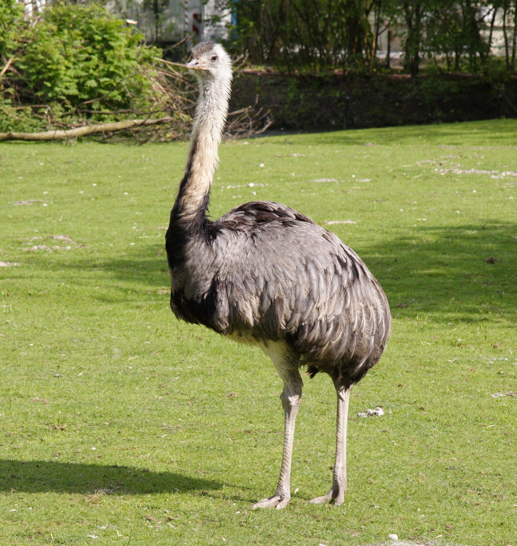 Jual burung  Rhea Bird Harga termurah